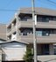 シンビリア花咲