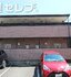 ネオ プリムローズ